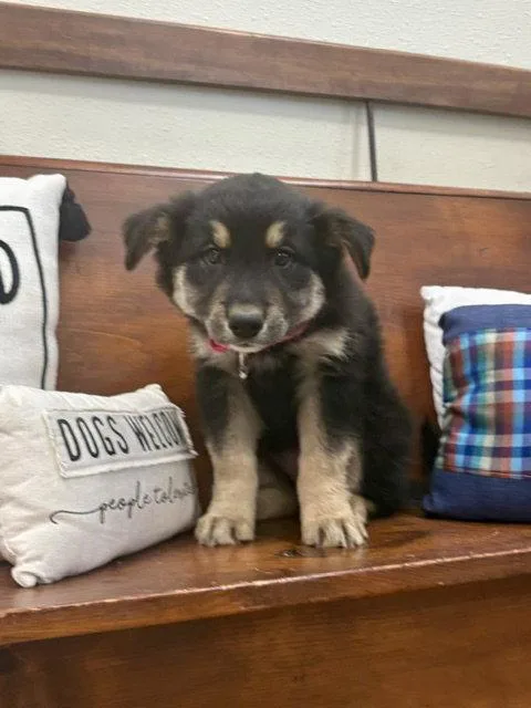 A baby large-sized female Shepherd dog named Buffy for adoption in Webster, WI