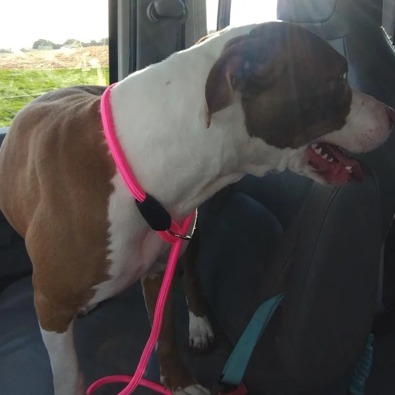 A baby medium-sized female American Staffordshire Terrier dog named Maggie for adoption in Petersburg, IL