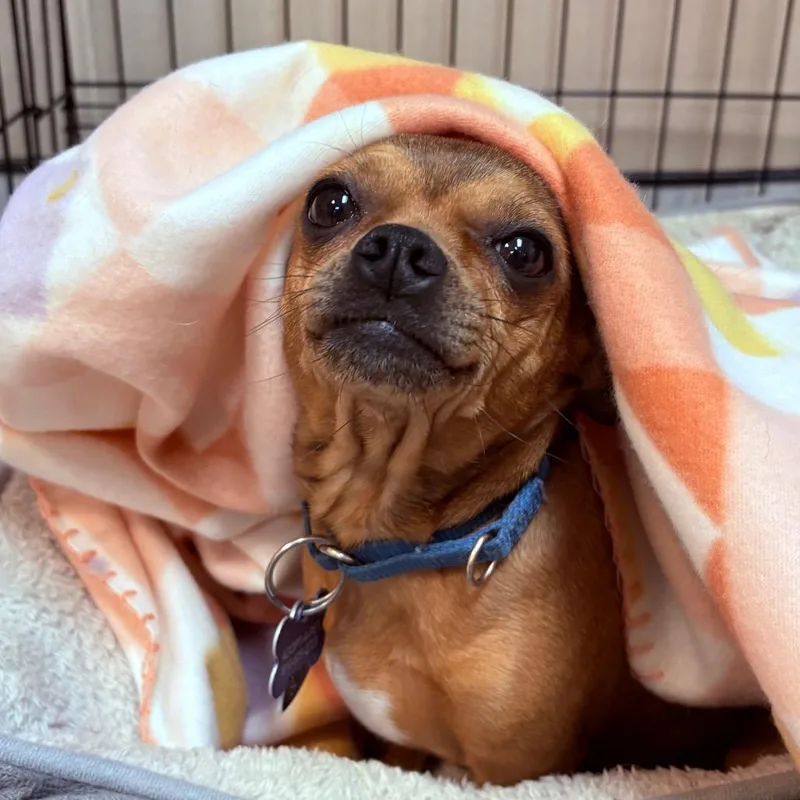An adult small-sized female Brown / Chocolate Chihuahua dog named Faline for adoption in Fenton, MI