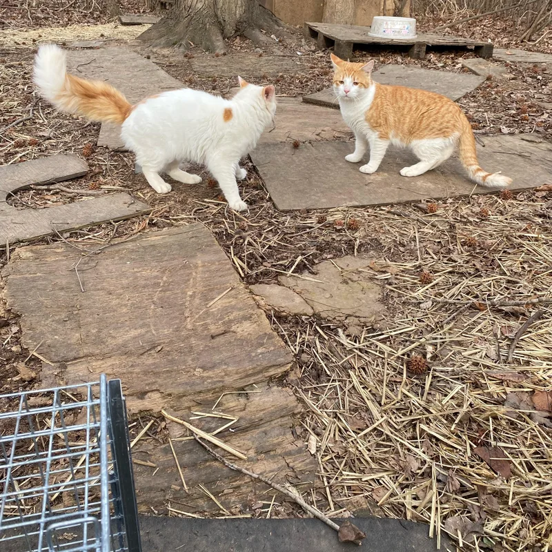 Gideon + Colin thumbnail 3