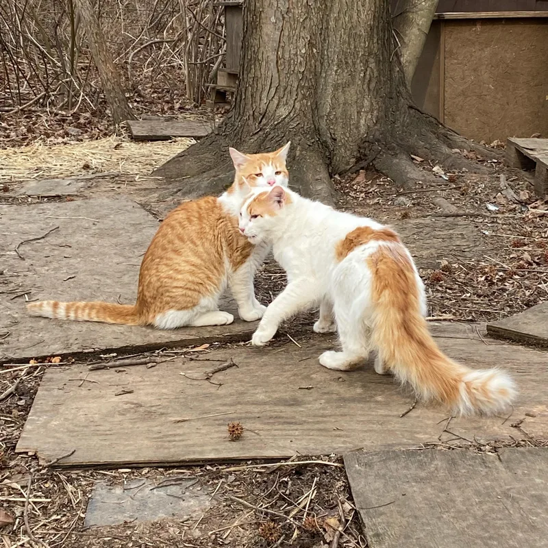 Gideon + Colin thumbnail 4