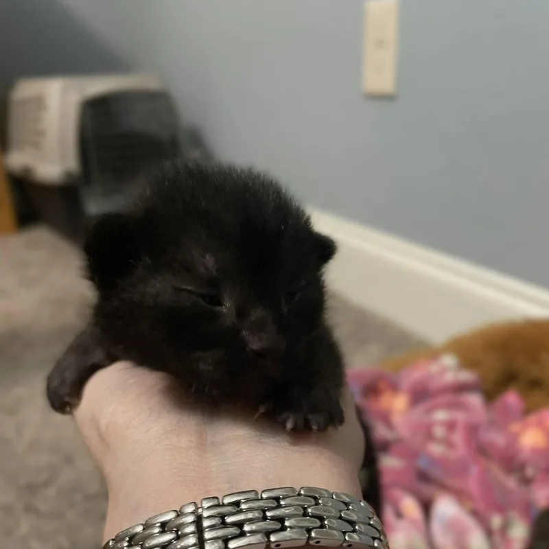 A baby medium-sized male Domestic Medium Hair cat named Zeke for adoption in Blairsville, GA