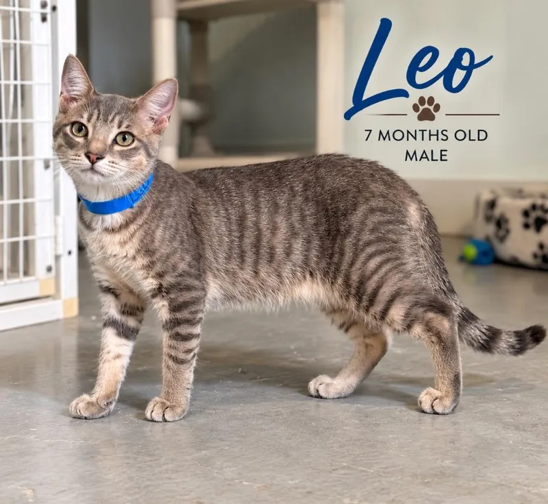 Leo