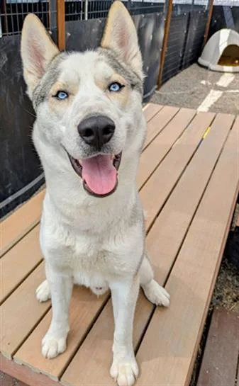 A young medium-sized male Siberian Husky dog named Lightning for adoption in Frisco, CO