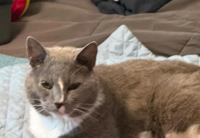 A young medium-sized male Gray & White Domestic Short Hair cat named Zeus for adoption in Delran, NJ
