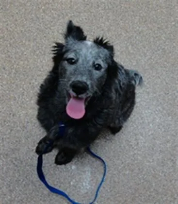 A young medium-sized male Australian Cattle Dog / Blue Heeler dog named Mushroom for adoption in Albuquerque, NM