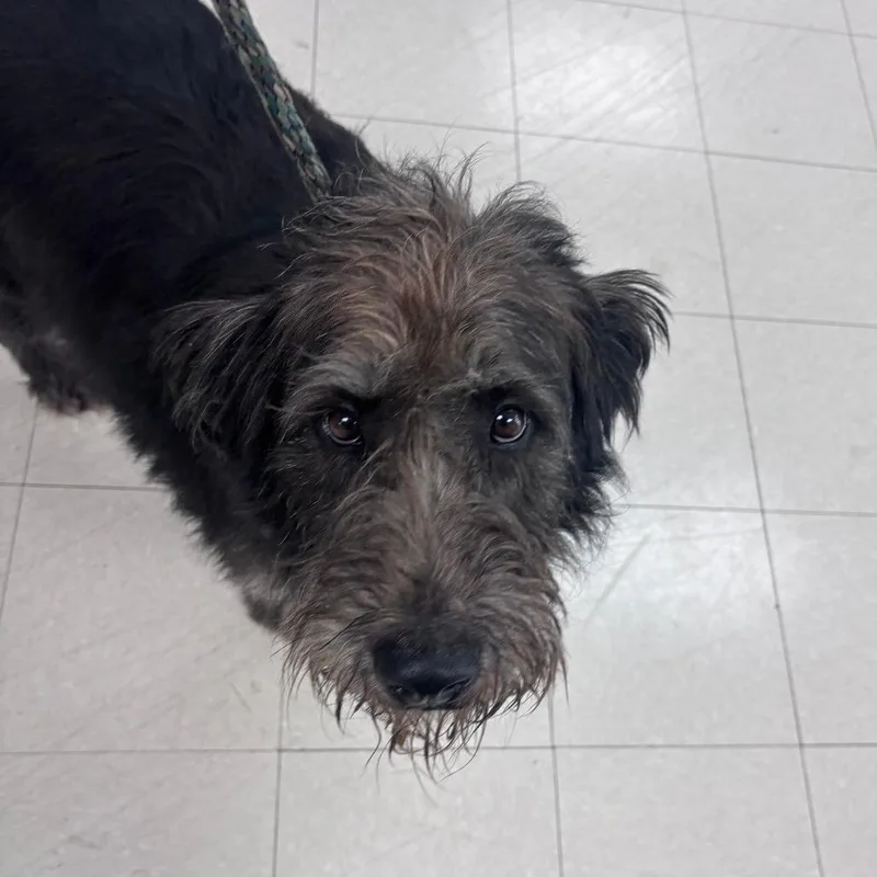 An adult large-sized female Poodle dog named Sasha for adoption in Indianapolis, IN