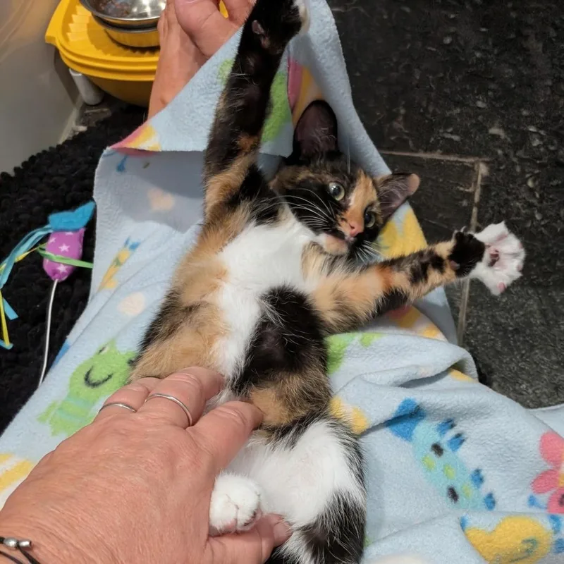 A baby small-sized female Calico Domestic Short Hair cat named Cali Cheese for adoption in Wheeling, IL