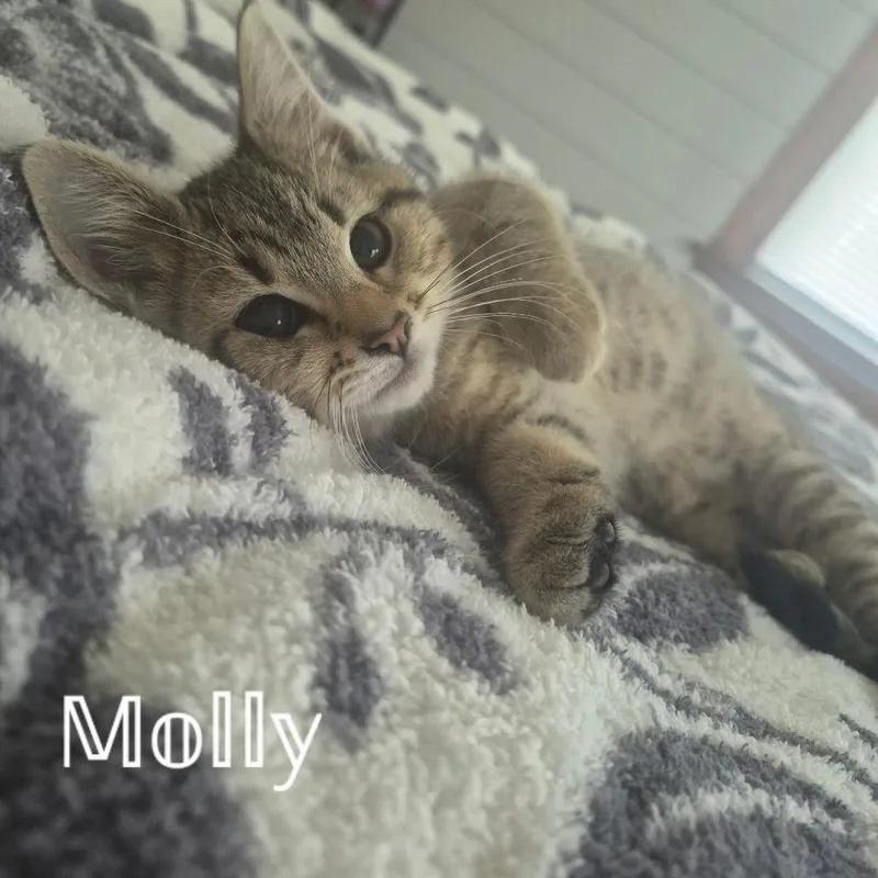 A baby small-sized female Gray / Blue / Silver Domestic Short Hair cat named Molly for adoption in Woodstock, VA