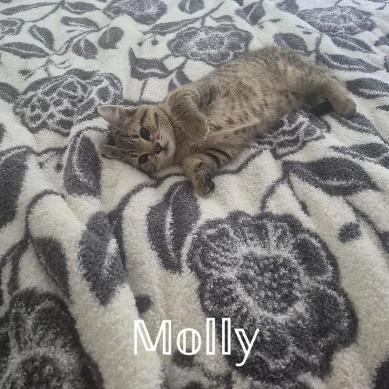 Molly thumbnail 3