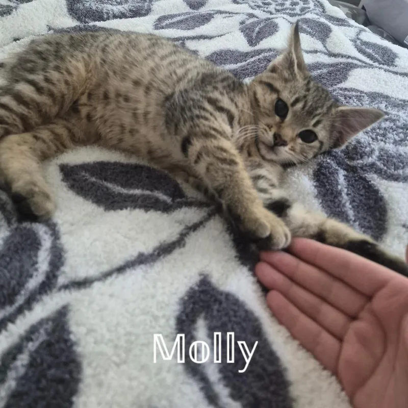 Molly thumbnail 5