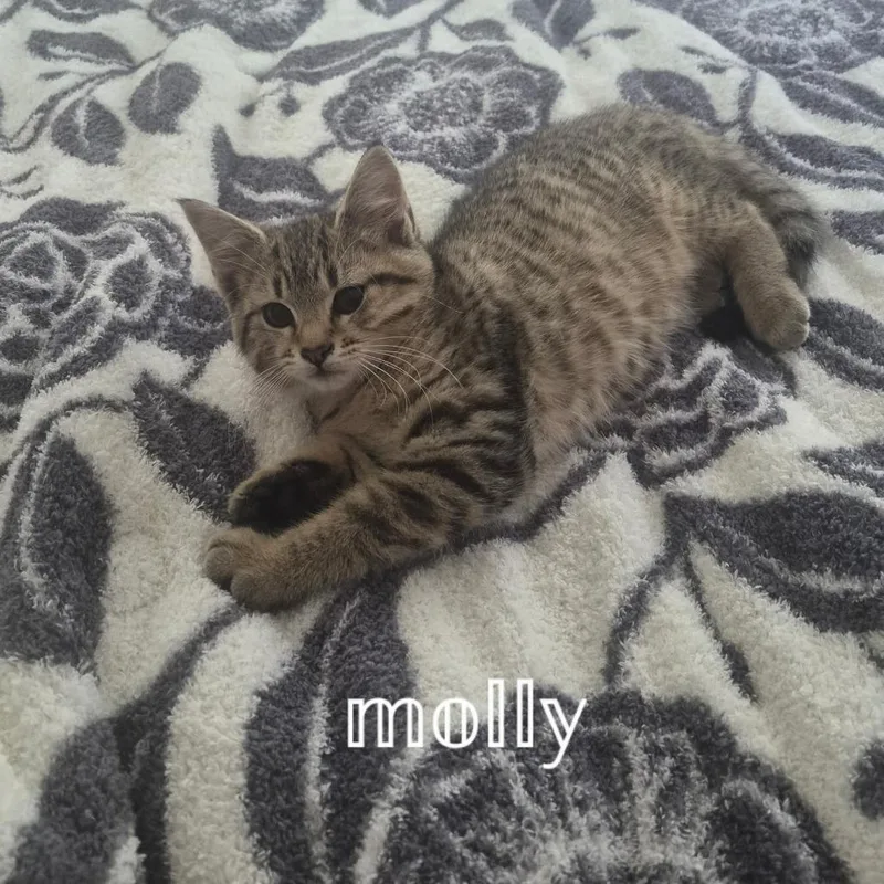Molly thumbnail 6