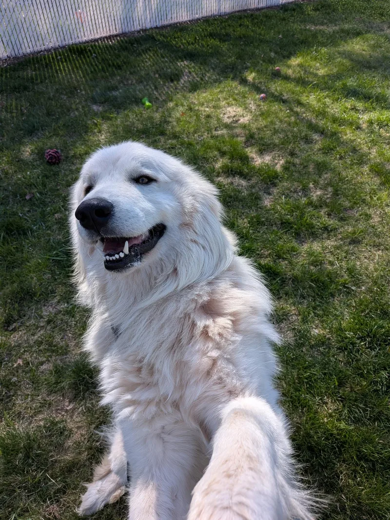 Samson