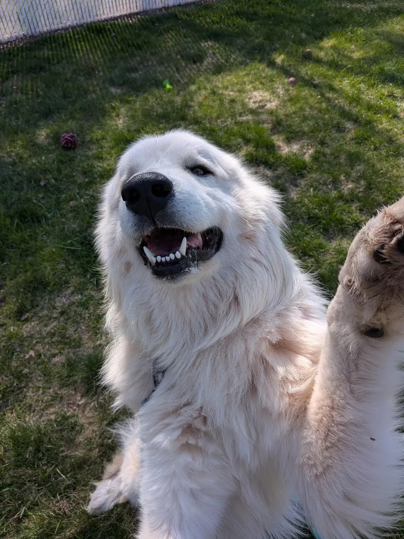 Samson thumbnail 4