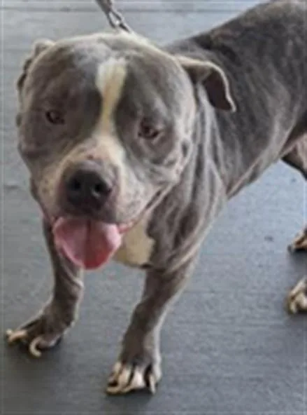 An adult large-sized male Pit Bull Terrier dog named Brikel for adoption in Los Angeles, CA