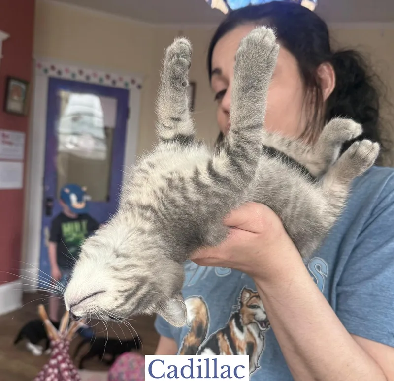 A baby small-sized female Tabby (Gray / Blue / Silver) Domestic Short Hair cat named Cadillac for adoption in Berkeley Springs, WV