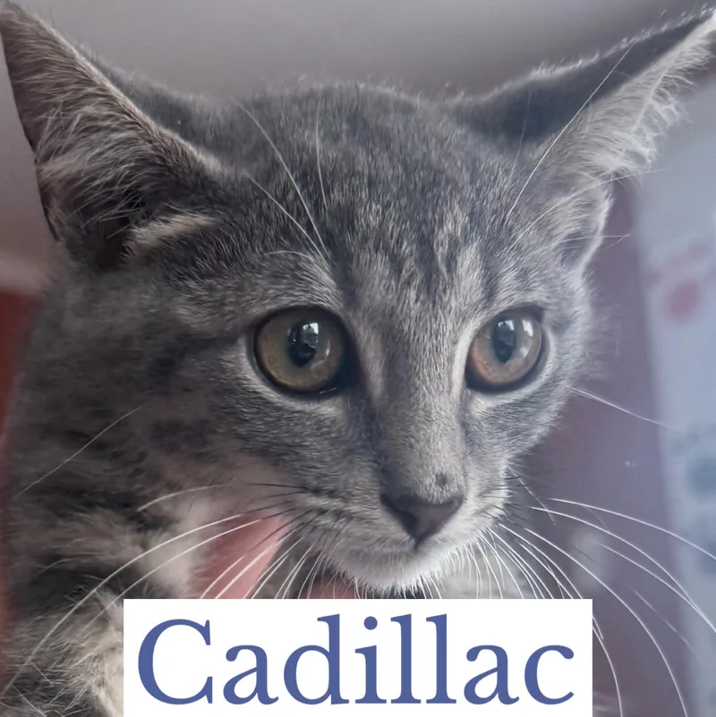 Cadillac thumbnail 2