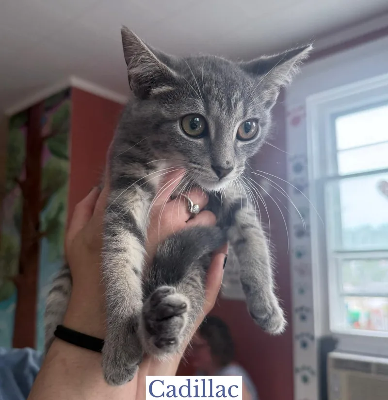 Cadillac thumbnail 3