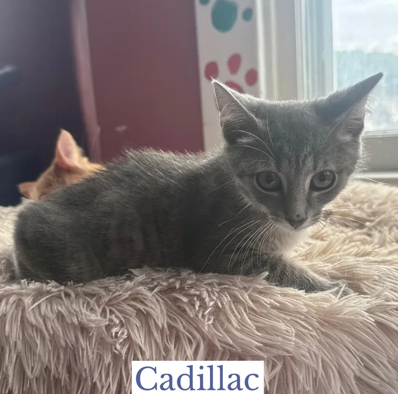Cadillac thumbnail 4