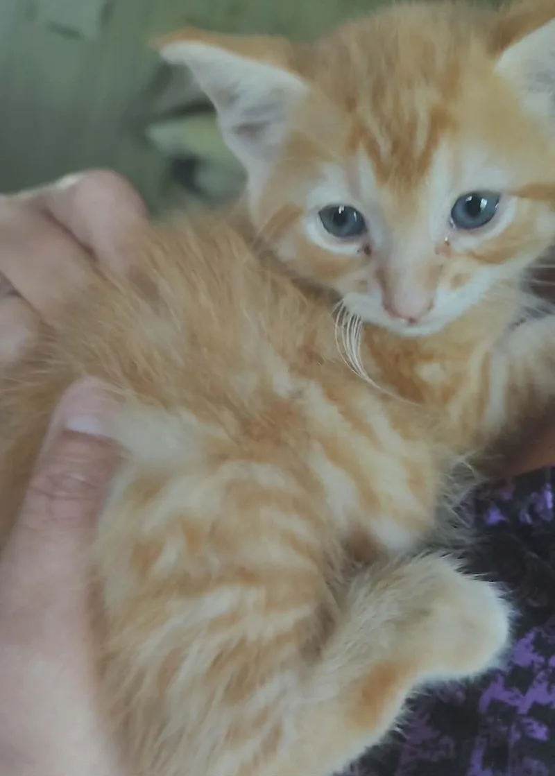 A baby medium-sized male Orange & White Domestic Short Hair cat named Bode Lemeowne for adoption in Fair Oaks, IN