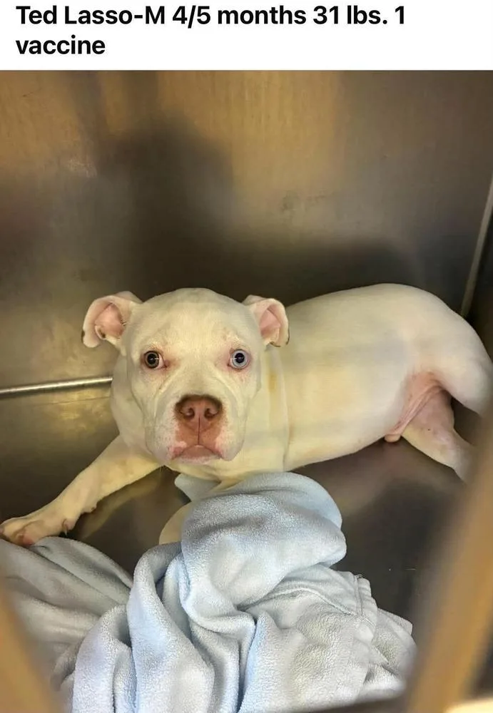 A baby medium-sized male White / Cream Pit Bull Terrier dog named Ted Lasso for adoption in Wenonah, NJ