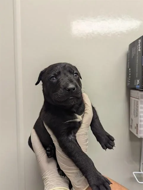 A baby small-sized female German Shepherd Dog dog named Leia for adoption in Ontario, CA