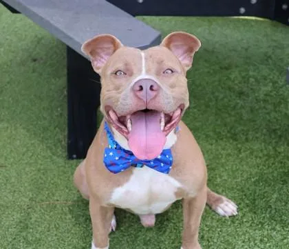 A young large-sized male Mixed Breed dog named Swing for adoption in Athens, GA