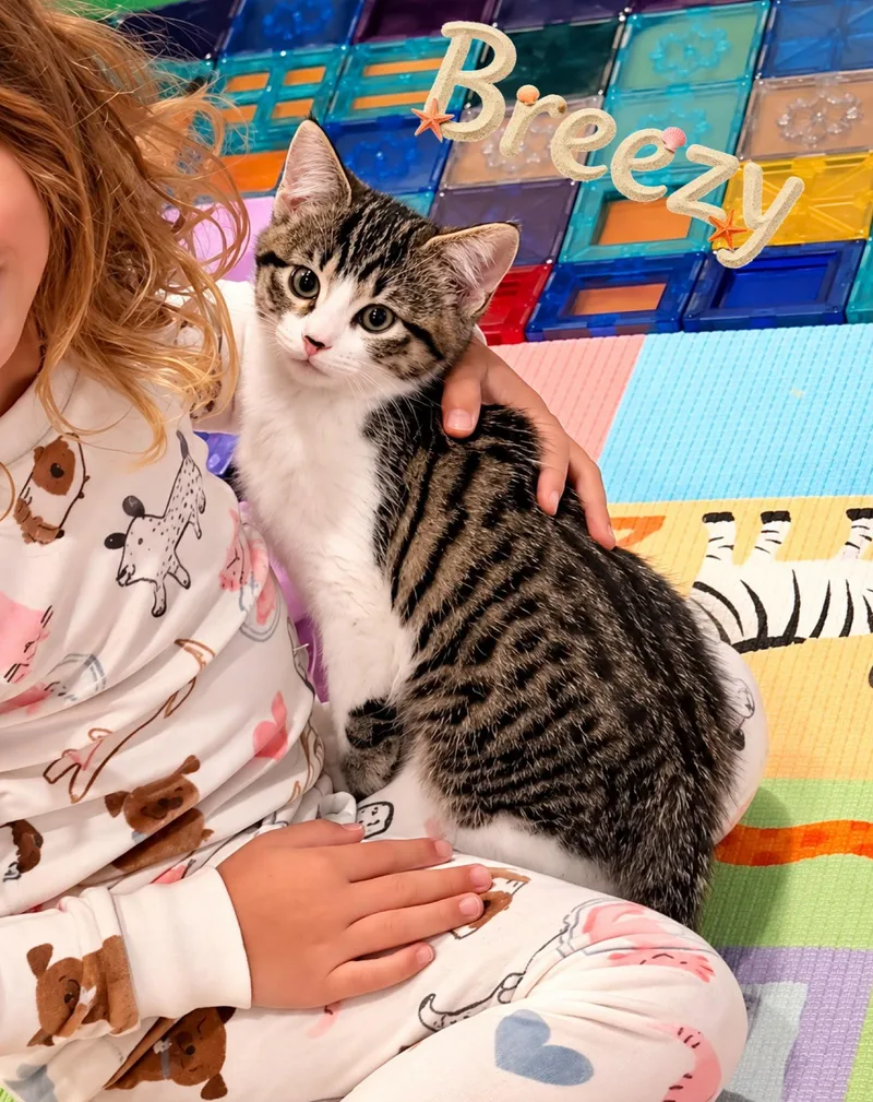 A baby medium-sized female Domestic Short Hair cat named Breezy for adoption in Spring Lake, NJ