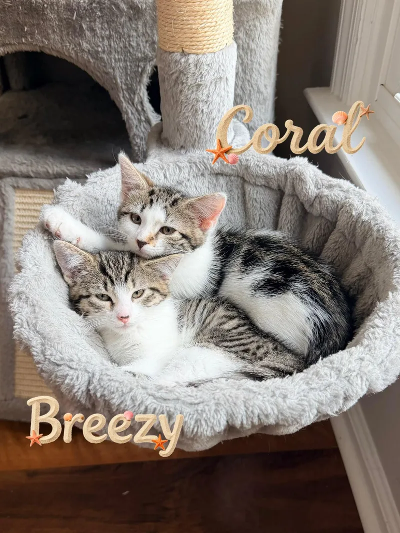 Breezy thumbnail 3