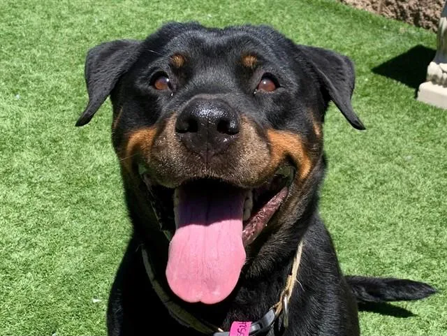 An adult large-sized female Black Rottweiler dog named SAVE ME PLEASE Violet for adoption in San Marcos, CA