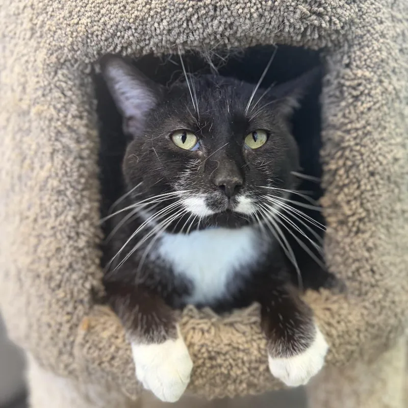 An adult large-sized male Domestic Short Hair cat named Yang for adoption in Hamburg, NY