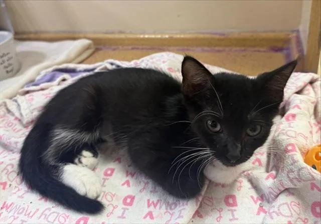 A baby small-sized female Domestic Short Hair cat named Slipknot for adoption in Saint Louis, MO