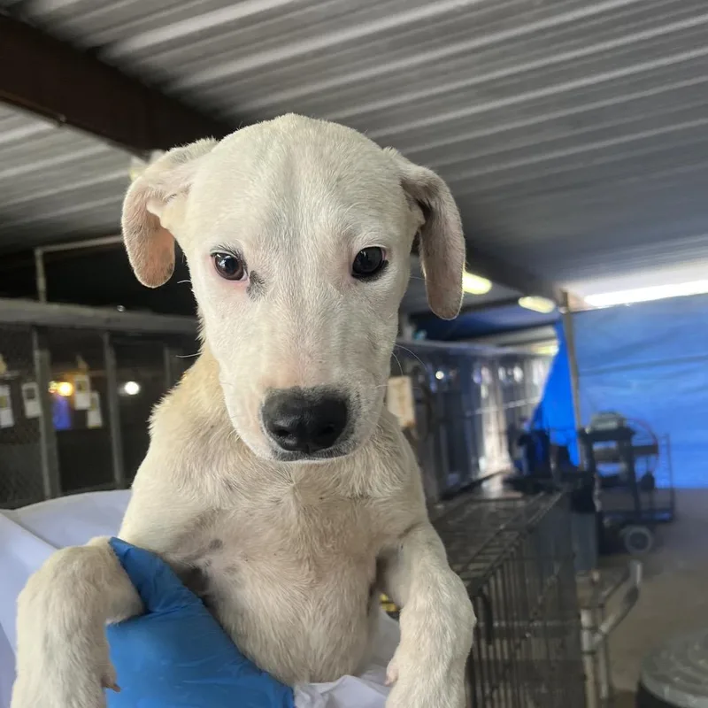 A baby small-sized male White / Cream Mixed Breed dog named Gibbie for adoption in Edinburg, TX