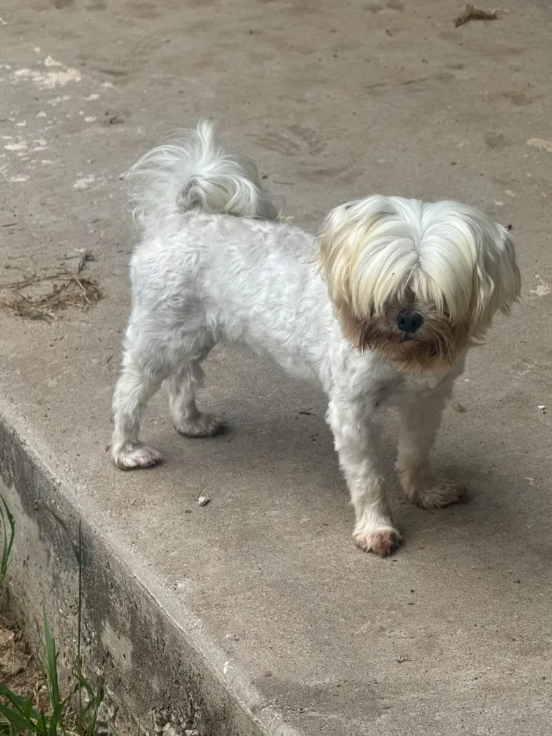An adult small-sized female White / Cream Maltese dog named Stormy for adoption in Garland, TX