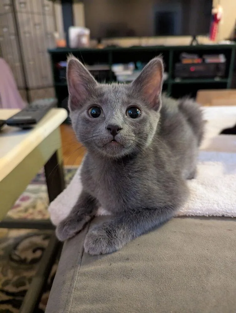 A young medium-sized female Gray / Blue / Silver Domestic Short Hair cat named Ursula Of The Four for adoption in Dallas, TX