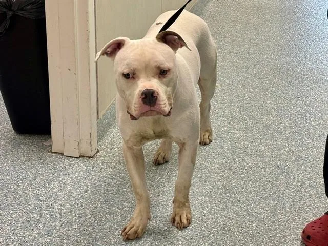 An adult large-sized male American Bulldog dog named Karlo for adoption in Garland, TX