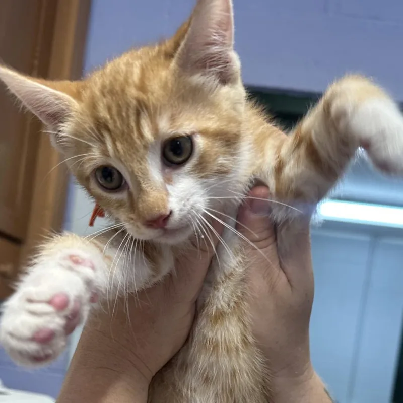 A baby small-sized male Orange / Red Domestic Short Hair cat named Copper for adoption in Newport, TN