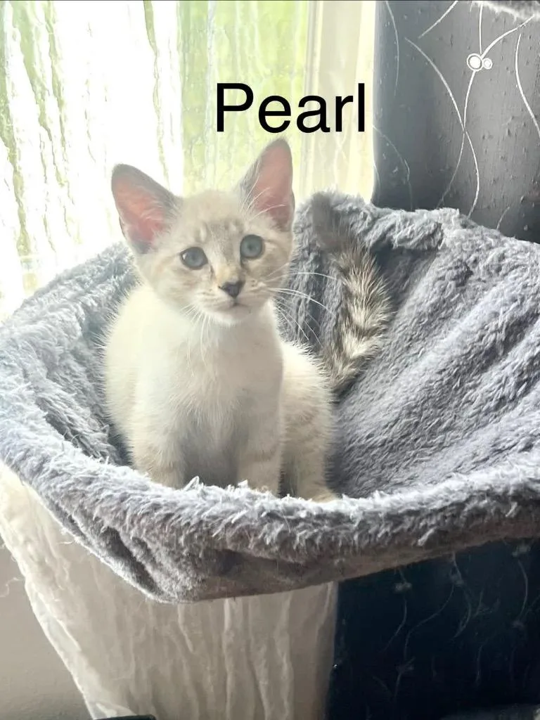 A baby medium-sized female Domestic Short Hair cat named Pearl for adoption in Johnson City, TN