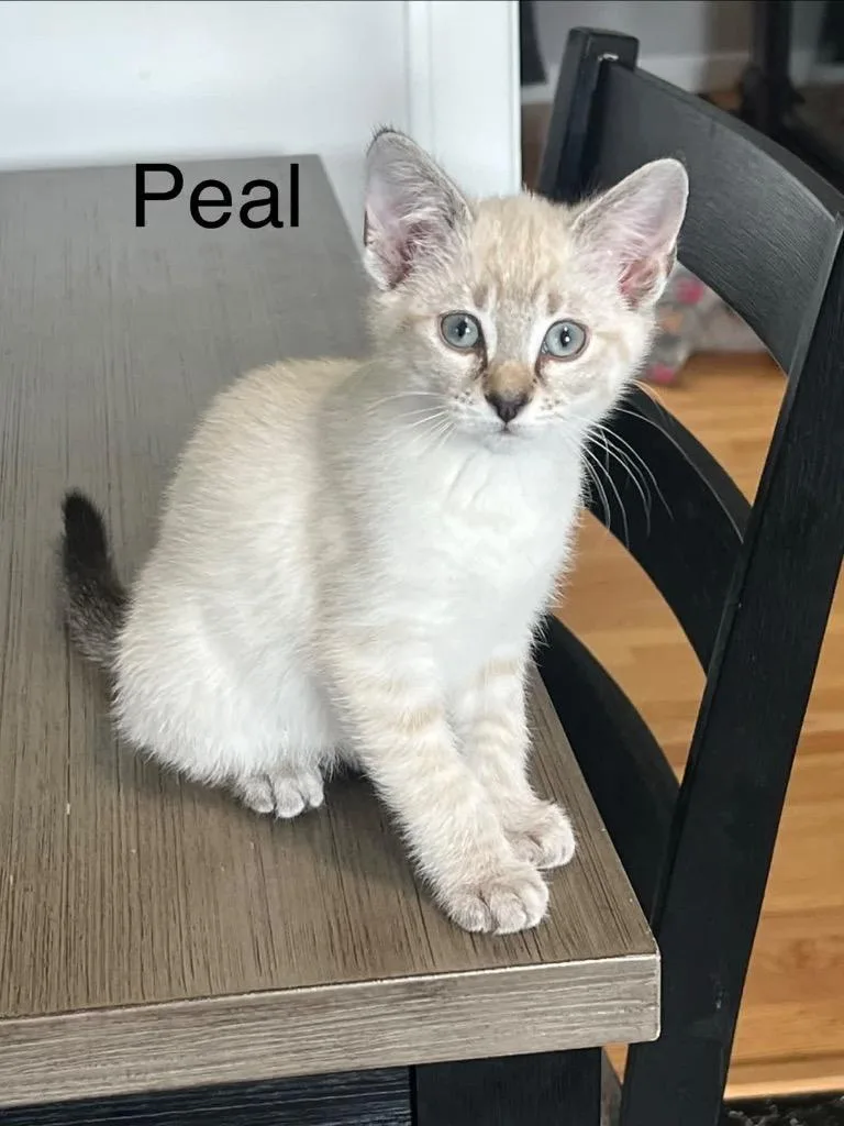 Pearl thumbnail 2