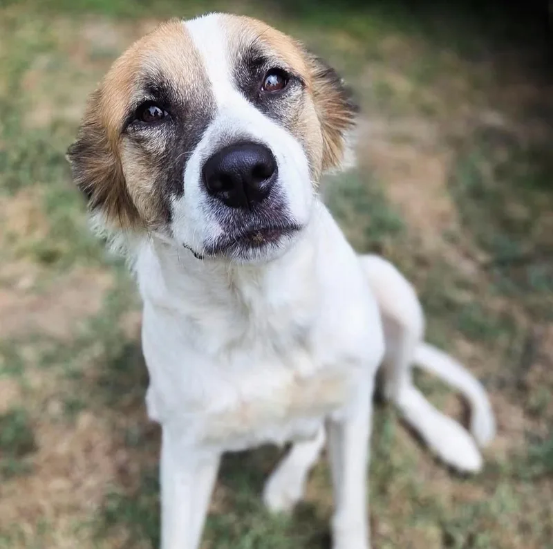 An adult large-sized female Retriever dog named Sutton for adoption in University Place, WA