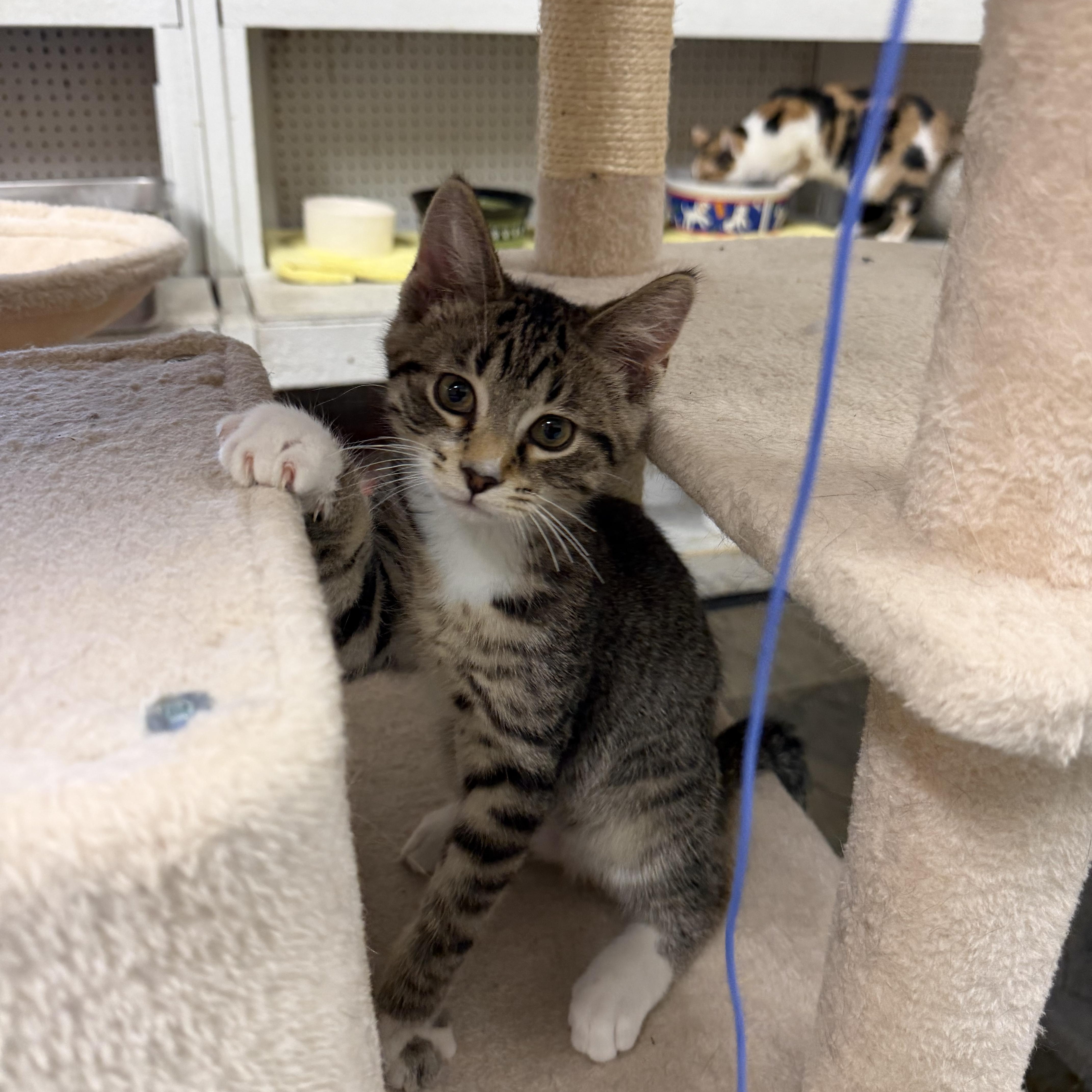 A baby small-sized female Tabby (Brown / Chocolate) Domestic Short Hair cat named Myrtle for adoption in Mauston, WI