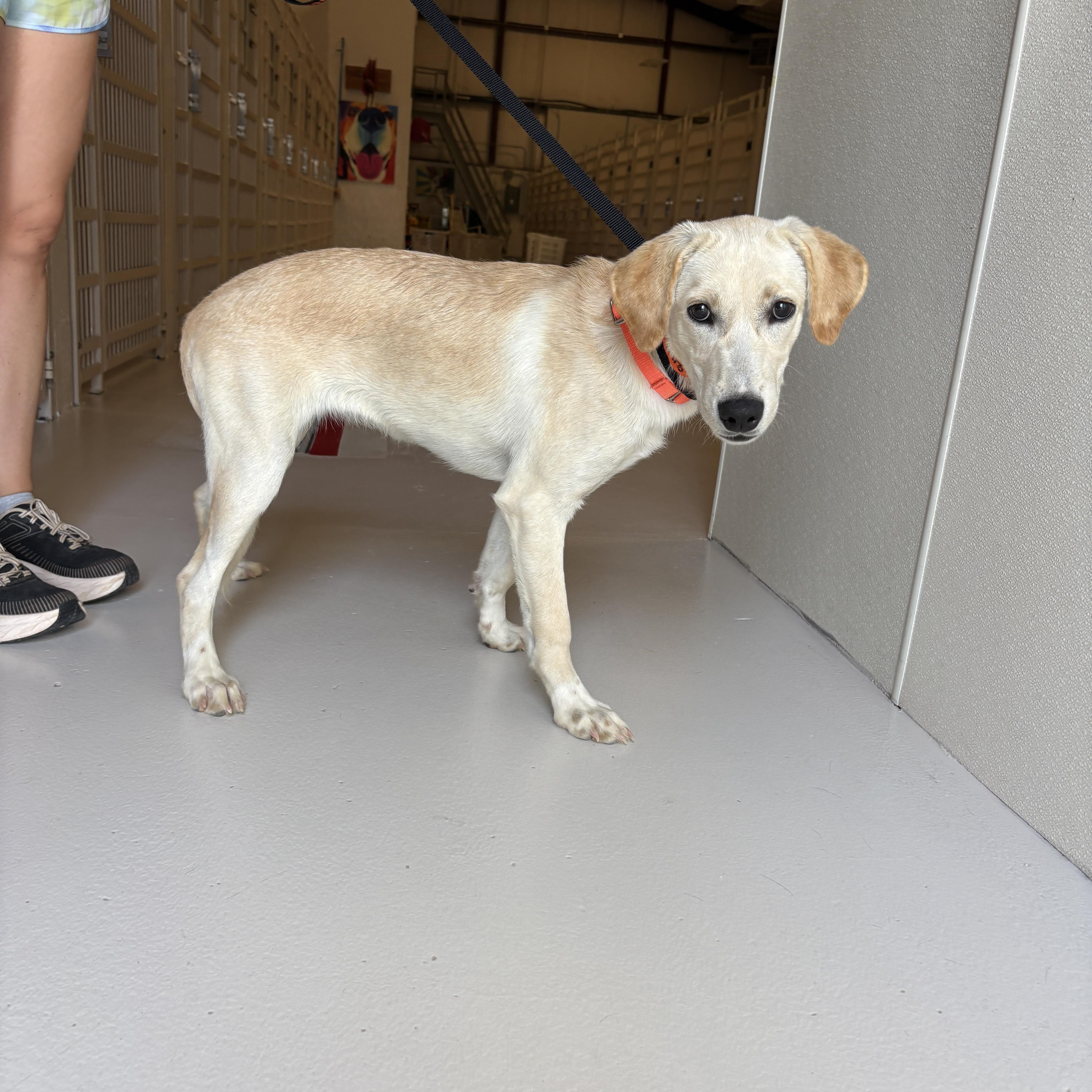 A young medium-sized female Yellow Labrador Retriever dog named Barb for adoption in Chicago, IL