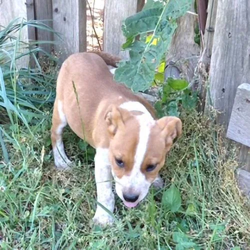 A baby medium-sized female Australian Cattle Dog / Blue Heeler dog named Sunhine for adoption in Rutherfordton, NC