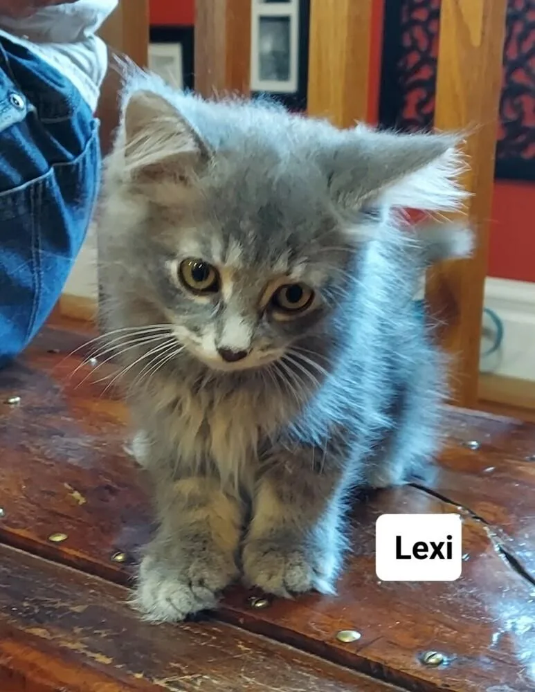 A baby small-sized female Domestic Long Hair cat named Lexi Go. for adoption in Peoria, IL