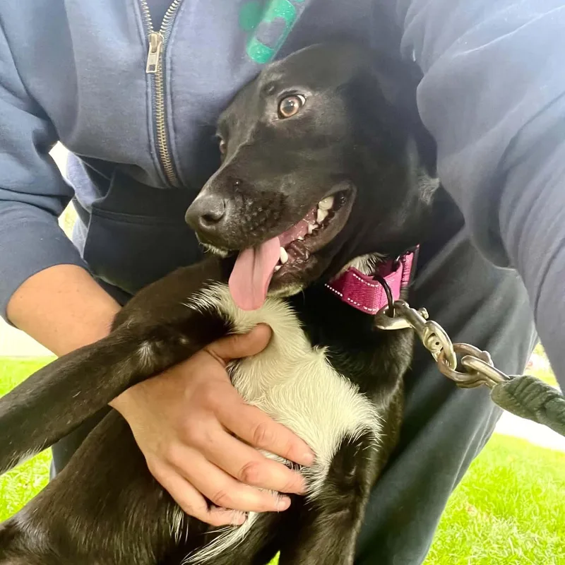 A baby medium-sized female Labrador Retriever dog named Hattie for adoption in Williston, VT