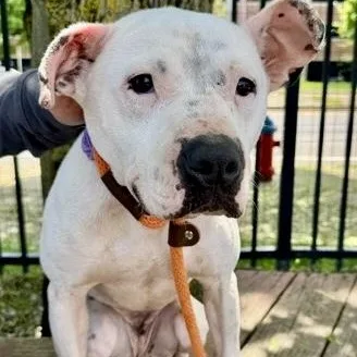A young medium-sized female White / Cream Pit Bull Terrier dog named Stormy for adoption in Buffalo, NY