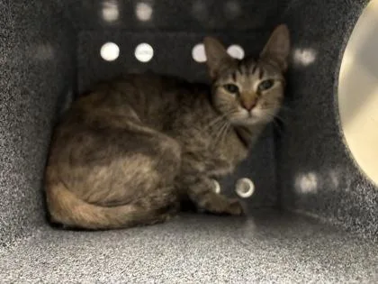 An adult small-sized female Domestic Short Hair cat named Tallulah for adoption in Gastonia, NC