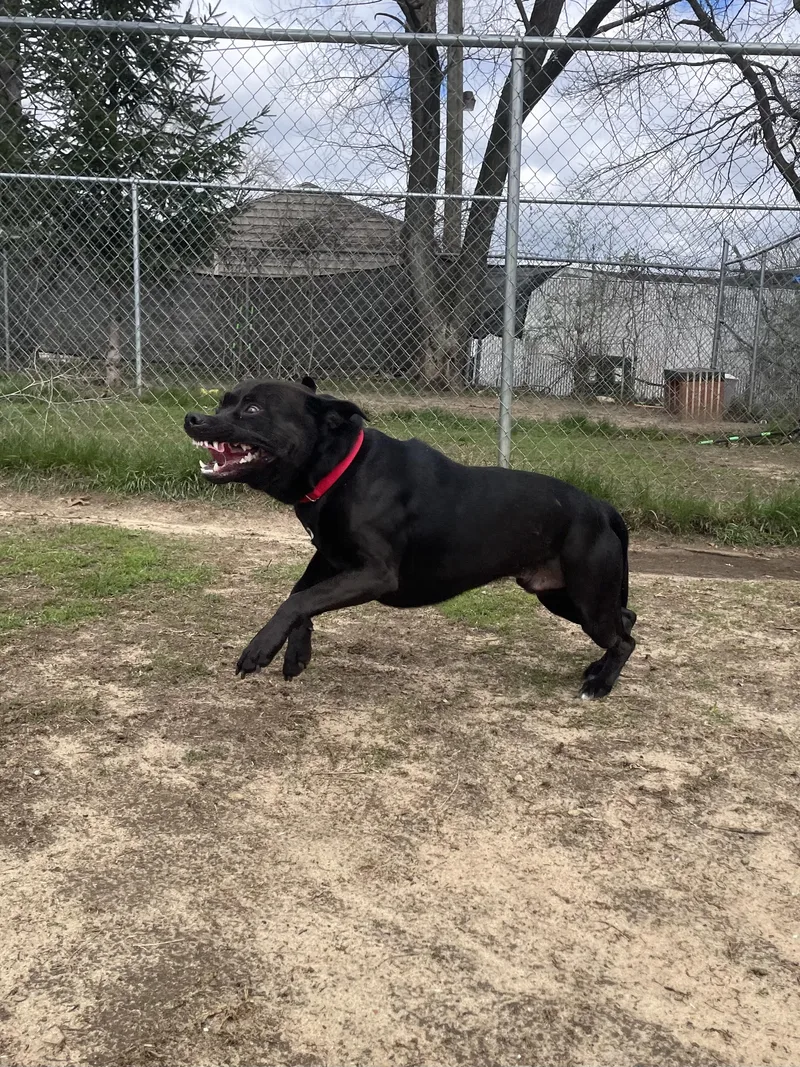 Theodore thumbnail 3