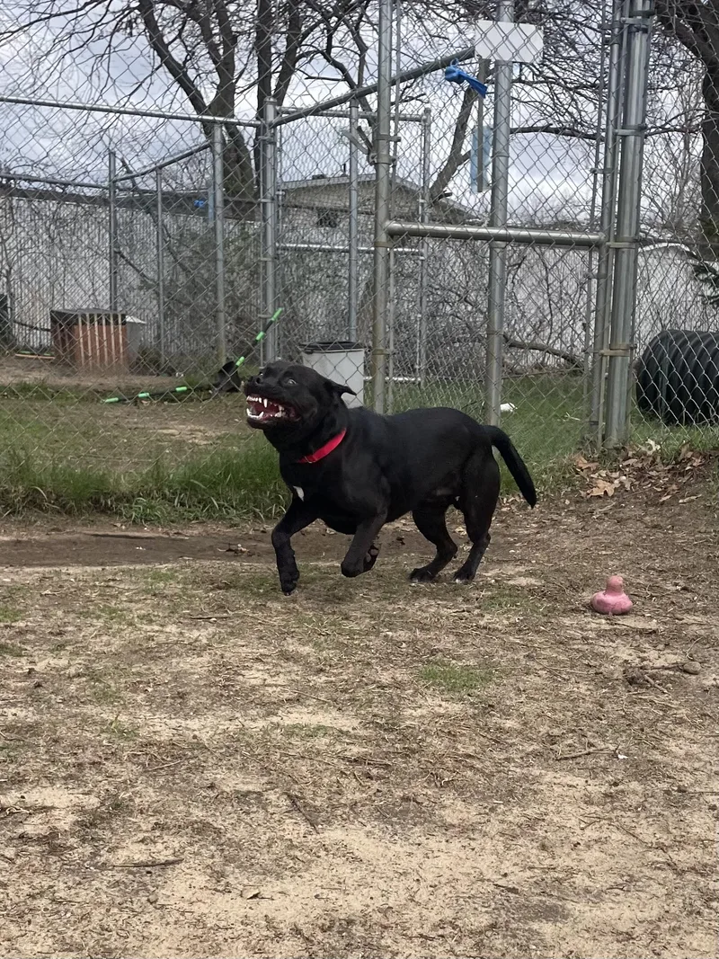 Theodore thumbnail 5