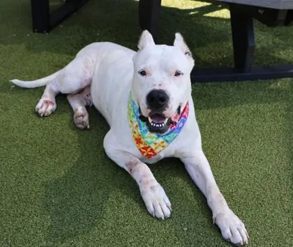 An adult large-sized female Mixed Breed dog named Coqueta for adoption in Athens, GA